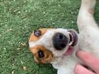 Adopt Rebel a Beagle