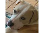 Adopt Luke AG a Pit Bull Terrier
