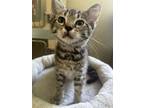 Adopt Schroeder a Domestic Medium Hair