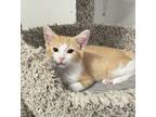 Adopt Chase a Domestic Short Hair