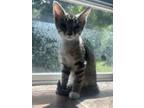 Adopt Timmy a Domestic Short Hair