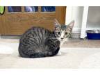 Adopt Tony a Domestic Short Hair