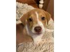 Adopt Brad Pitt a Australian Cattle Dog / Blue Heeler