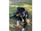 Adopt Yadi a Labrador Retriever