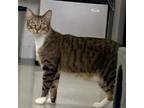 Adopt Blake a Domestic Short Hair