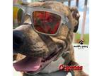 Adopt Cypress AKA Silas a Boxer, Pit Bull Terrier
