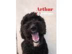 Adopt Arthur - No Longer Accepting Applications a Goldendoodle