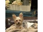 Adopt Thumper (Dallas) a Yorkshire Terrier
