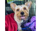 Adopt Brett a Yorkshire Terrier