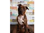 Adopt Rocco a Boxer