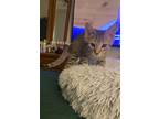 Adopt Muffin a Domestic Short Hair, Tabby