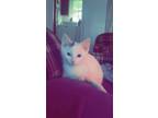 Adopt Cantaloupe a Domestic Short Hair, Turkish Van
