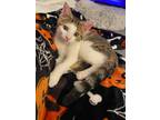 Adopt Biscuit a Domestic Short Hair, Tabby