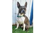 Adopt Hudson a Boston Terrier