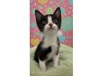 Adopt Chopper a American Shorthair
