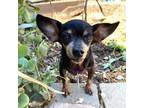 Adopt Jammers a Dachshund
