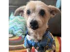 Adopt Henri a Jack Russell Terrier