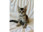 Adopt Hobbes a Domestic Short Hair