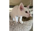 Adopt Hawkeye a Domestic Short Hair