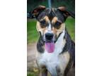 Adopt Auto a Mixed Breed