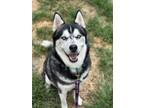 Adopt Falcon a Husky
