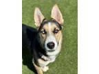 Adopt Tiger a Shepherd, Siberian Husky