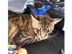Adopt Mork a Domestic Short Hair