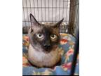 Adopt Mr. Brown a Domestic Short Hair, Siamese