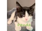 Adopt Panda a Domestic Short Hair