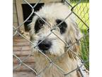 Adopt Panda a Poodle, Mixed Breed