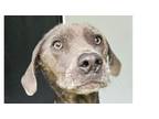 Adopt Tyrion a Labrador Retriever, Mixed Breed