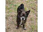 Adopt Phantom a Terrier