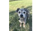 Adopt CHUMLY a Yorkshire Terrier