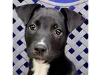 Adopt Brewster a Labrador Retriever