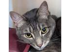 Adopt Zack a Domestic Short Hair