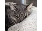 Adopt Cody w/ darker belly a Domestic Short Hair