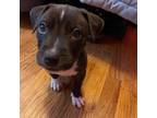 Adopt Rascal a Pit Bull Terrier