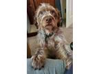 Adopt Yeager a German Wirehaired Pointer