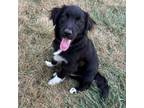 Adopt Geronimo a Border Collie, Mixed Breed