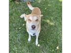 Adopt Lucas a Mixed Breed