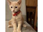Adopt Tissue boy a Domestic Short Hair