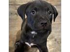 Adopt Yeti a American Staffordshire Terrier