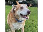 Adopt Blaze a Shepherd, Labrador Retriever
