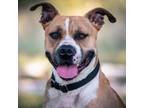 Adopt Turkey a American Staffordshire Terrier, Mixed Breed