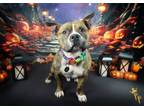 Adopt Micah a Pit Bull Terrier, American Staffordshire Terrier