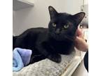 Adopt Samar a Domestic Short Hair