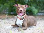 Adopt CAL a Labrador Retriever