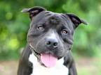 Adopt BUBBA a Pit Bull Terrier