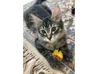Adopt Theodore a Domestic Medium Hair