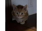 Adopt Aspen a Domestic Short Hair